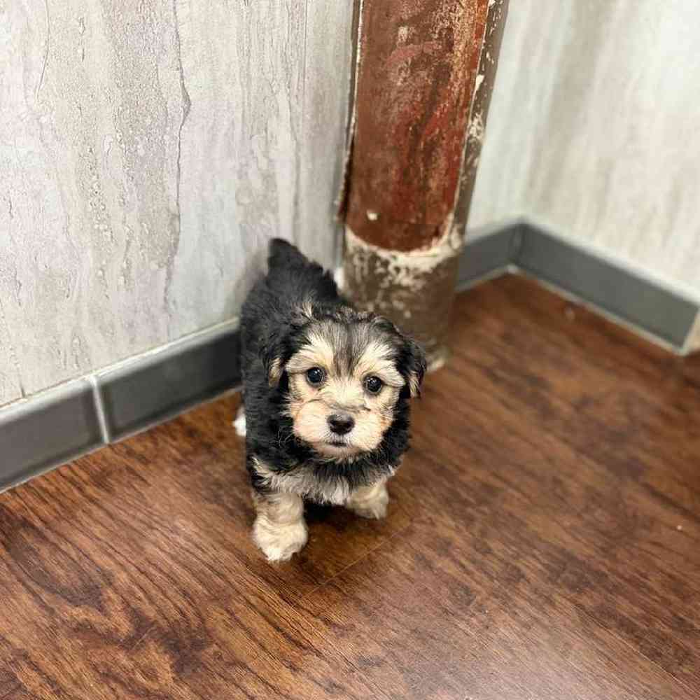 Male Yochon Puppy for Sale in New Haven, CT