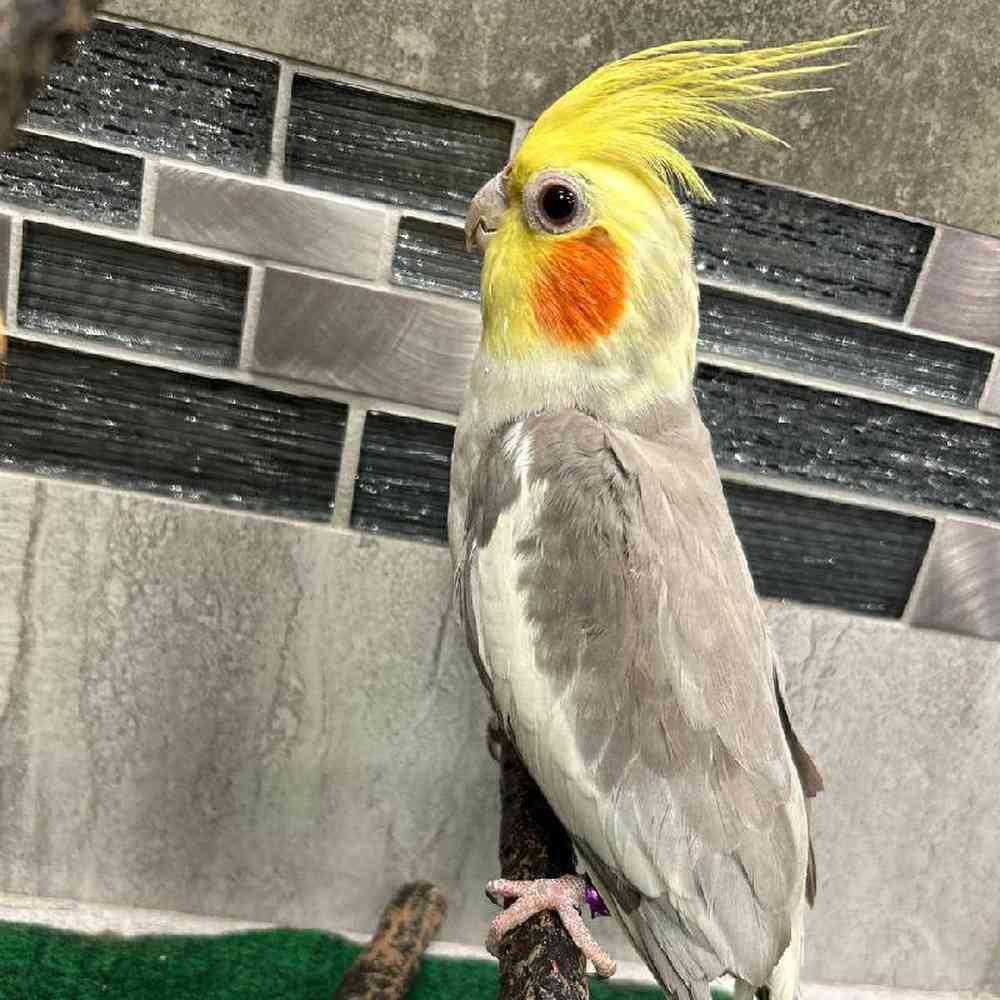 Image of a pet breed in the gallery