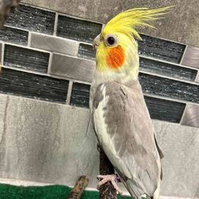 Cockatiel