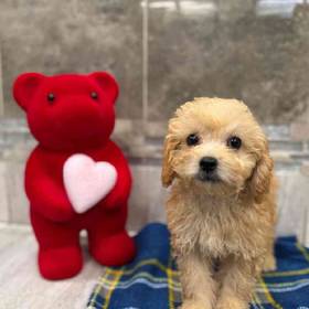 Yorkie-Poo
