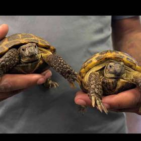 Russian Tortoise