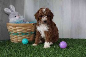 Cavapoo