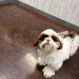 Shih Tzu