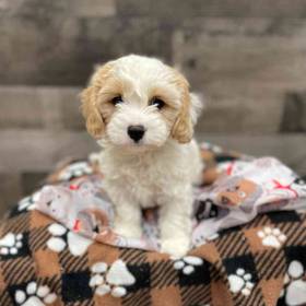 Cavachon