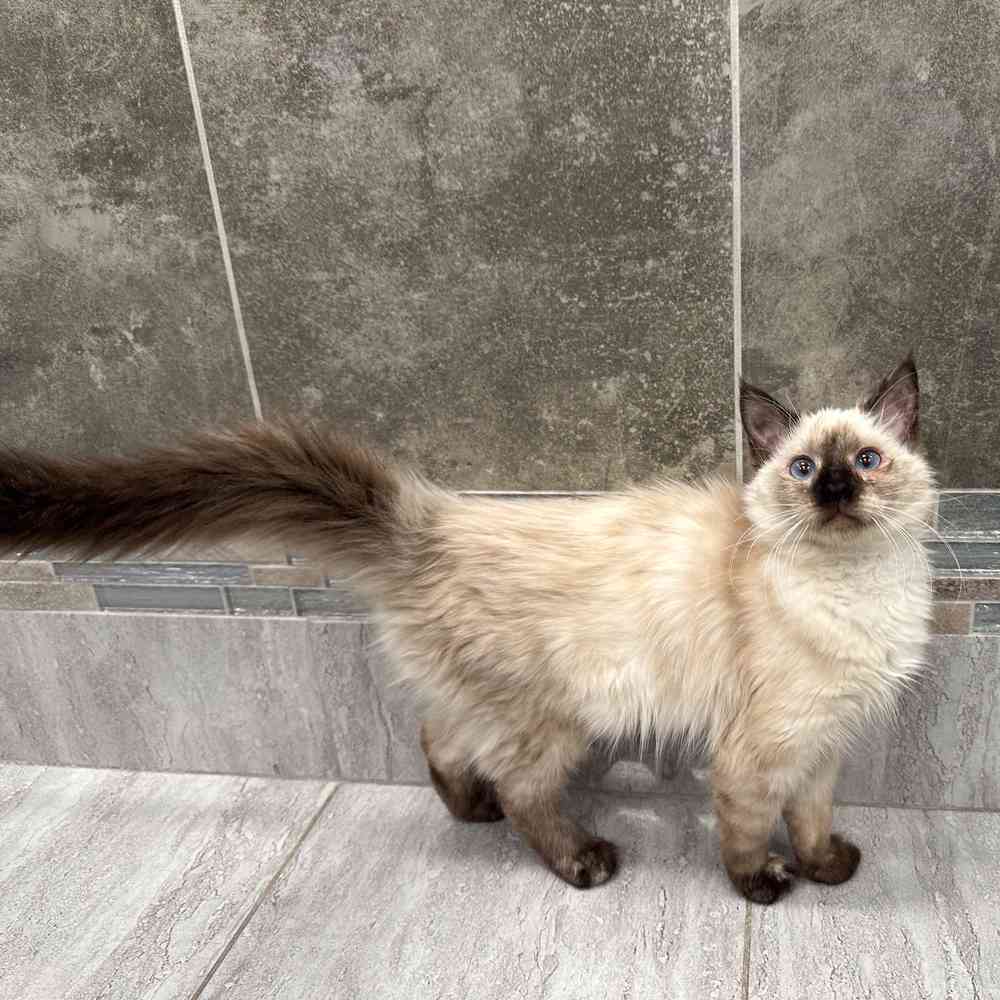 Ragamuffin Kitten for sale - New Haven