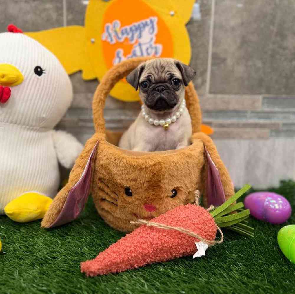 Pug Puppy for sale - New Haven