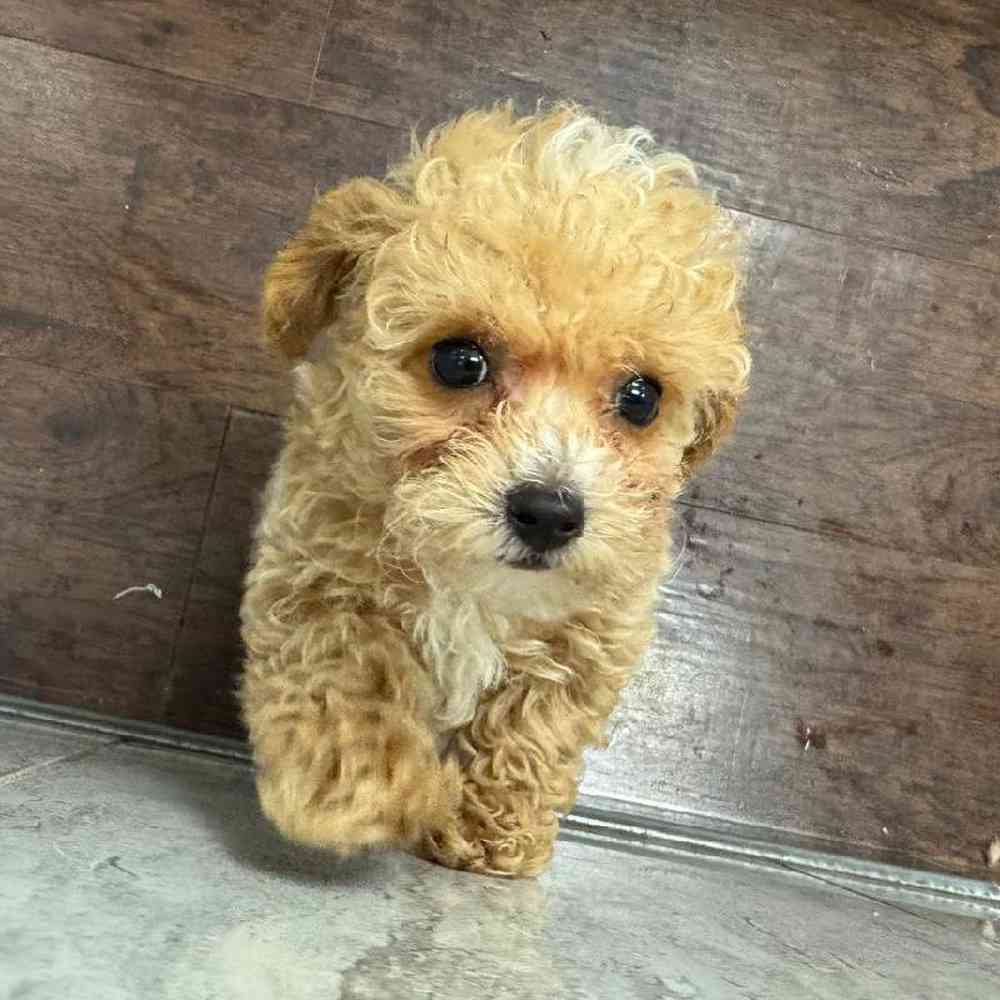 Image of a pet breed in the gallery