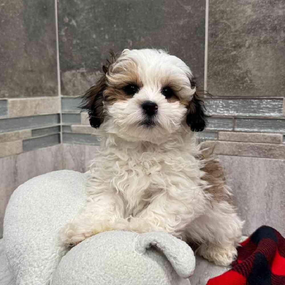 Image of a pet breed in the gallery