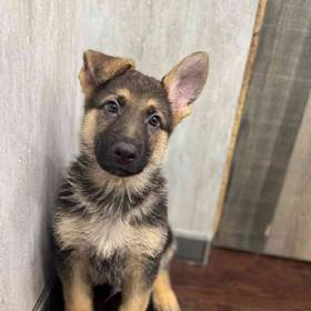 German Shepherd