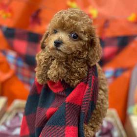 Cavapoo
