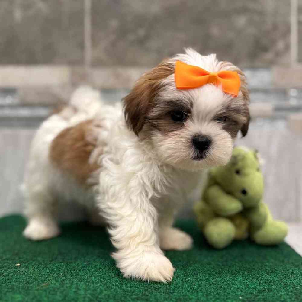 Image of a pet breed in the gallery