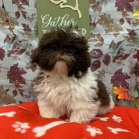 Shih Tzu