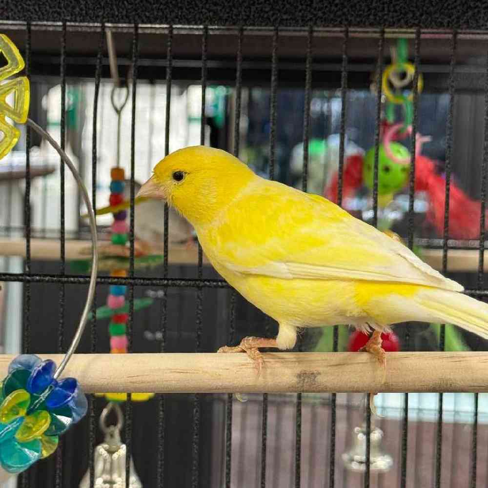 Canary