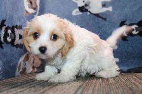 Cavachon