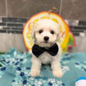 Bichon