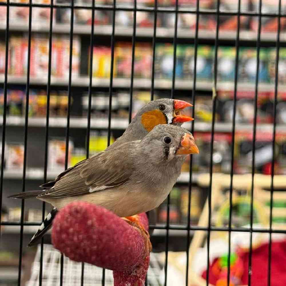Image of a pet breed in the gallery