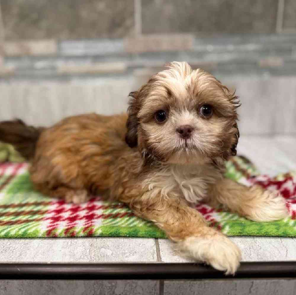Image of a pet breed in the gallery