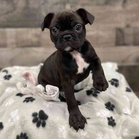 Frenchton