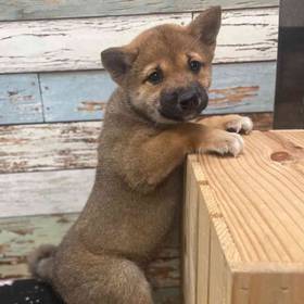 Shiba Inu
