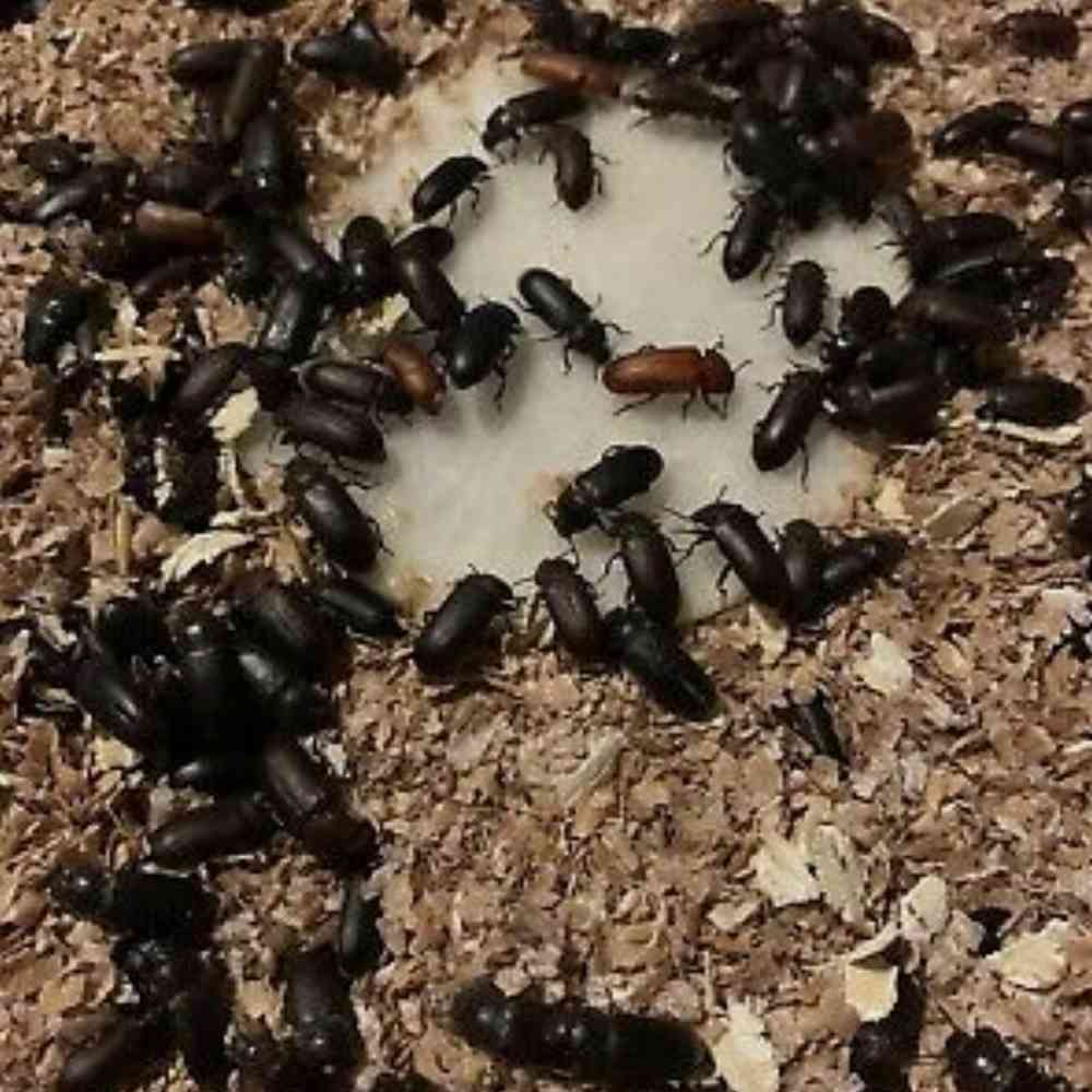 Live Mealworm Beetles