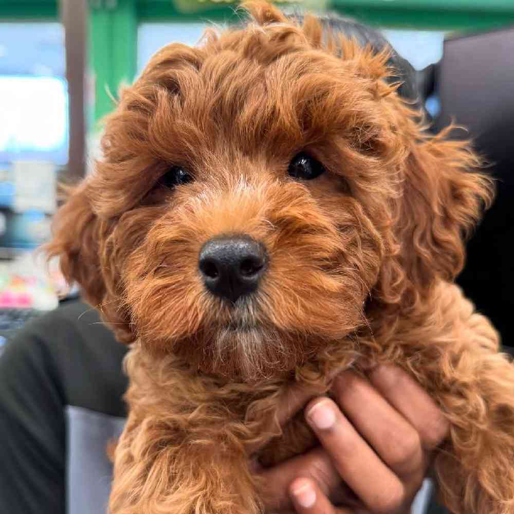 Image of a pet breed in the gallery