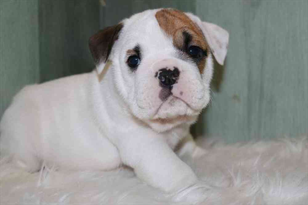 Image of a pet breed in the gallery