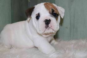 English Bulldog