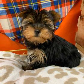 Yorkie