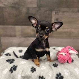 Chihuahua