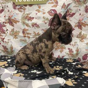 French Bulldog