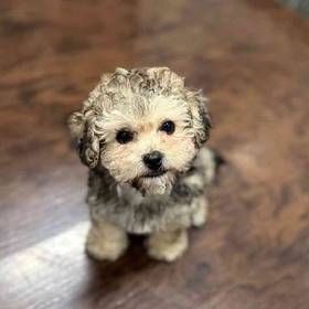 Daisy Dog