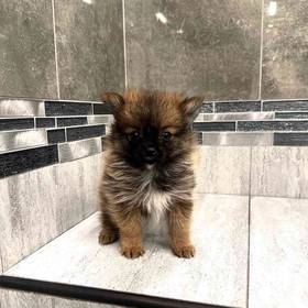 Pomeranian