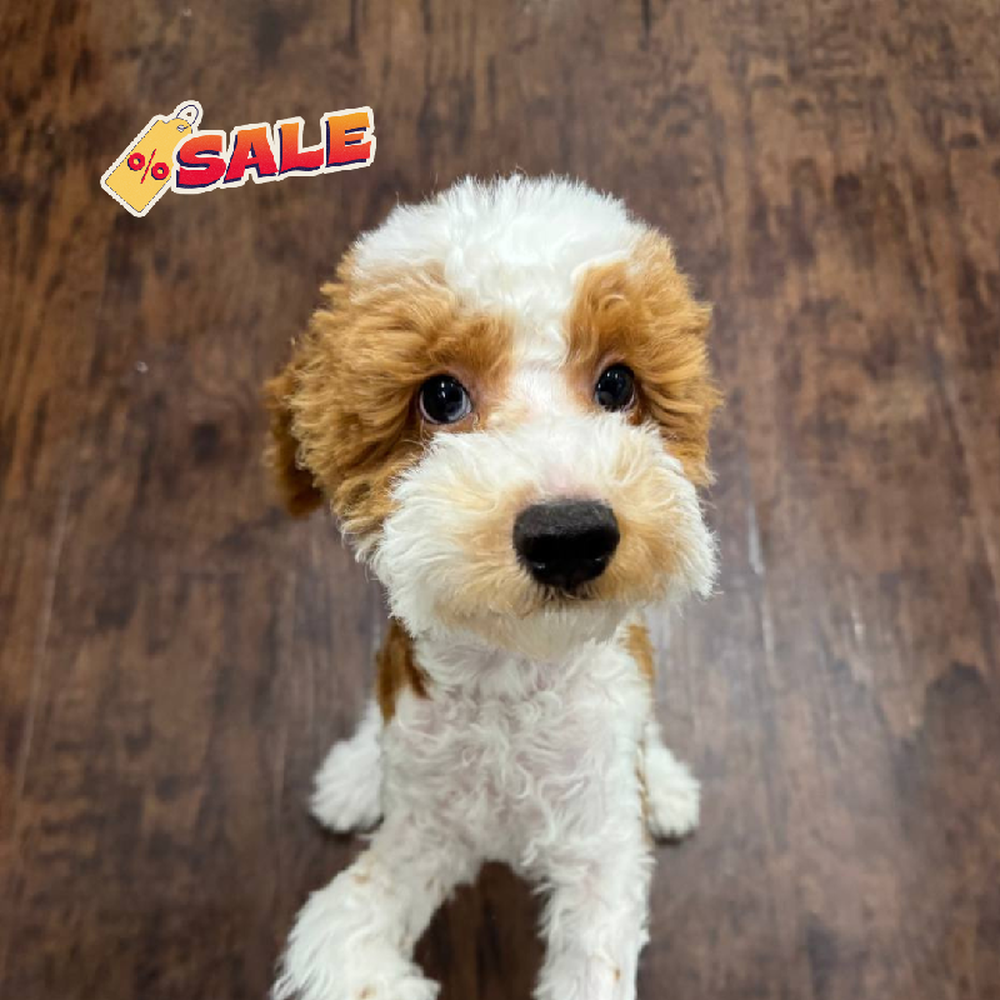 Image of a pet breed in the gallery