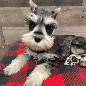 Mini Schnauzer
