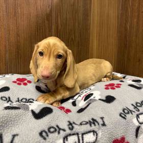 Dachshund