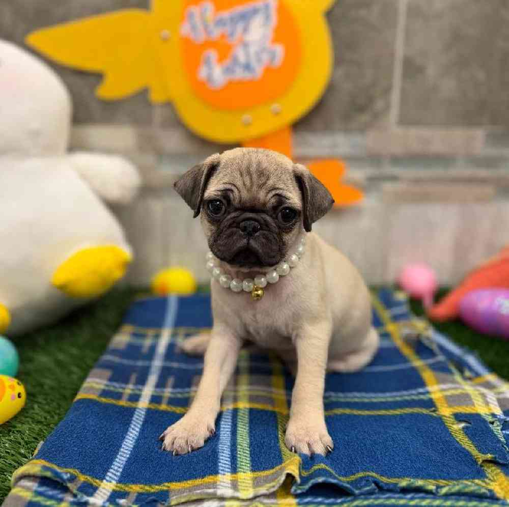 Pug Puppy for sale - New Haven