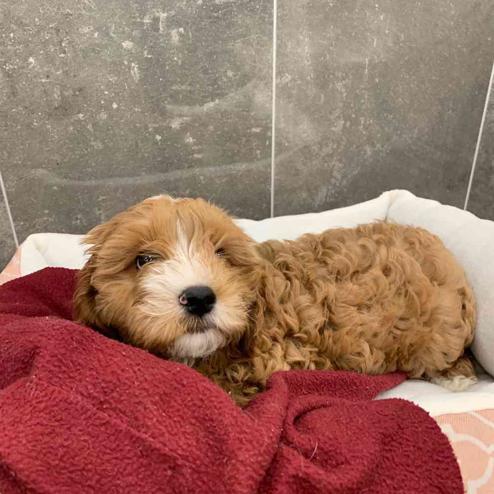 Cavapoo Puppy for sale - New Haven