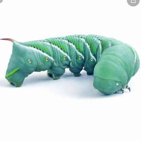 Live Hornworm
