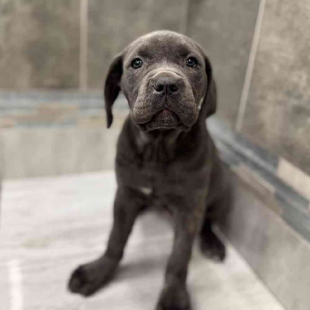 Image of a pet breed in the gallery