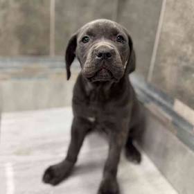 Cane Corso
