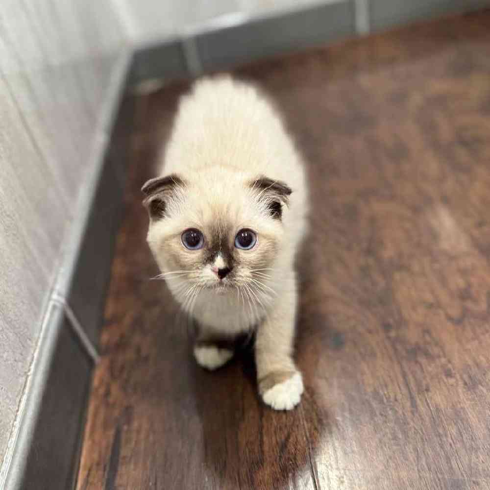 Image of a pet breed in the gallery