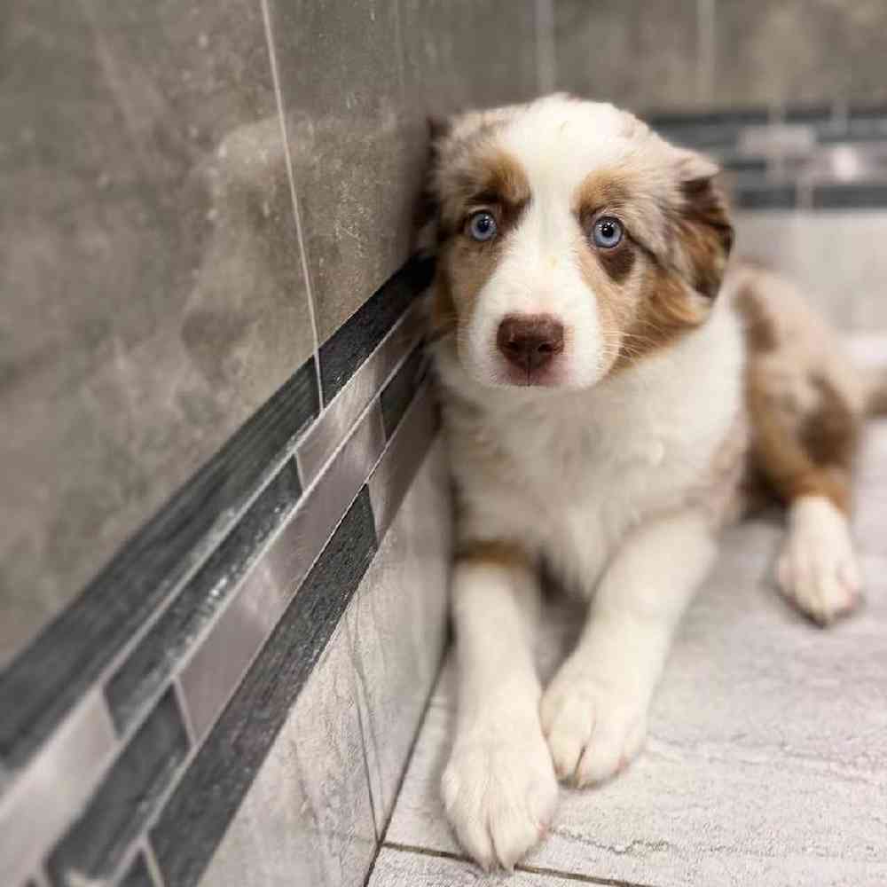 Image of a pet breed in the gallery