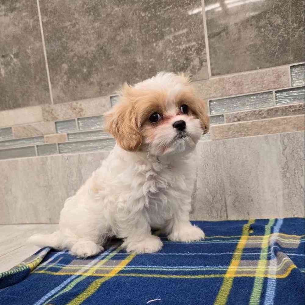 Cavamalt Puppies for sale New Haven