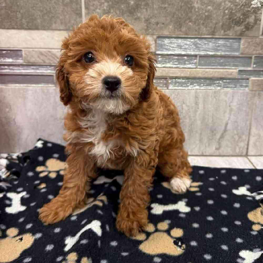 Image of a pet breed in the gallery