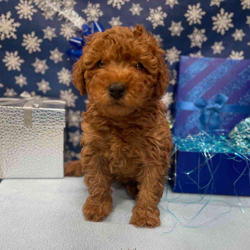 F1B Mini Goldendoodle