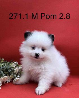 Pomeranian