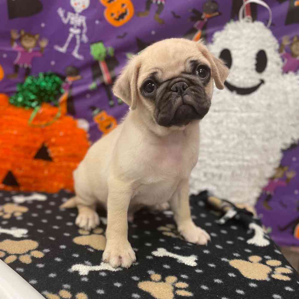 Teddy bear pugs clearance for sale