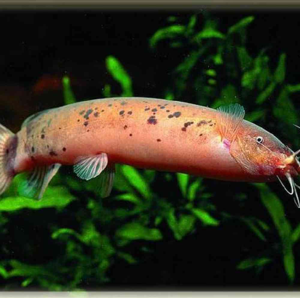 Electric Catfish