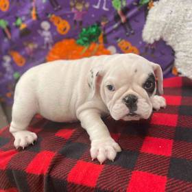 English Bulldog