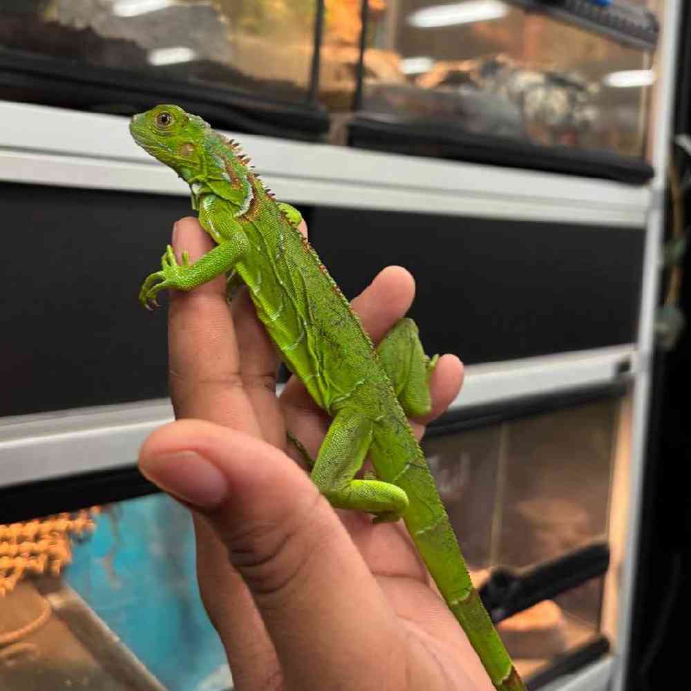 Iguana